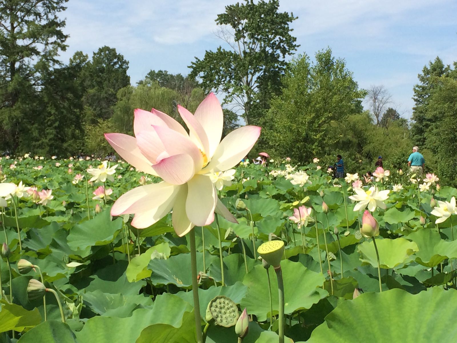 MIRA USA at the Festival of lotus flowers and water lilies